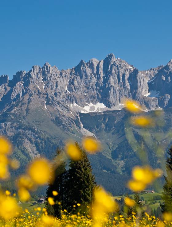 Blumenwiese am Fuße des Wilden Kaisers
