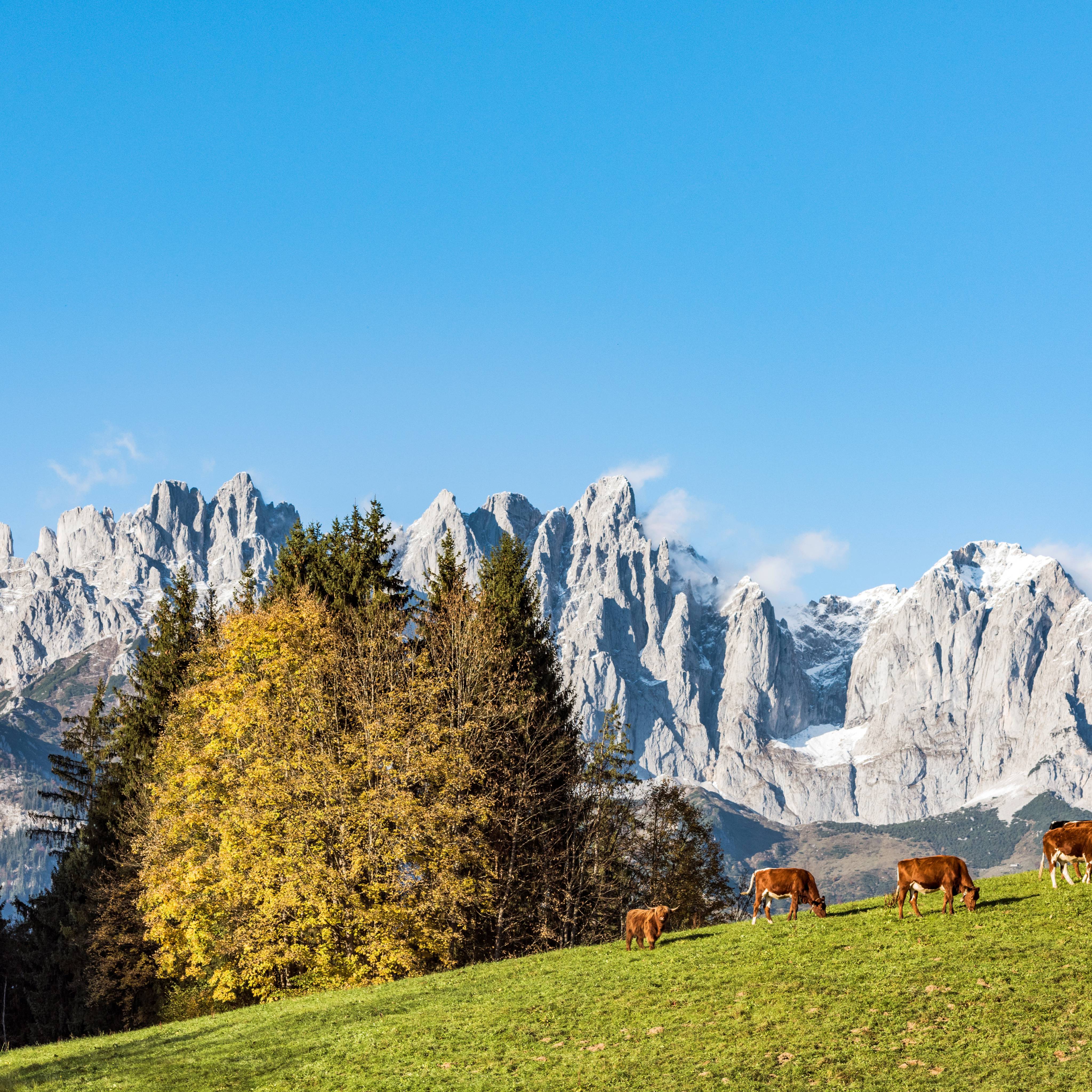 Kühe auf einer Bergwiese am Wilden Kaiser