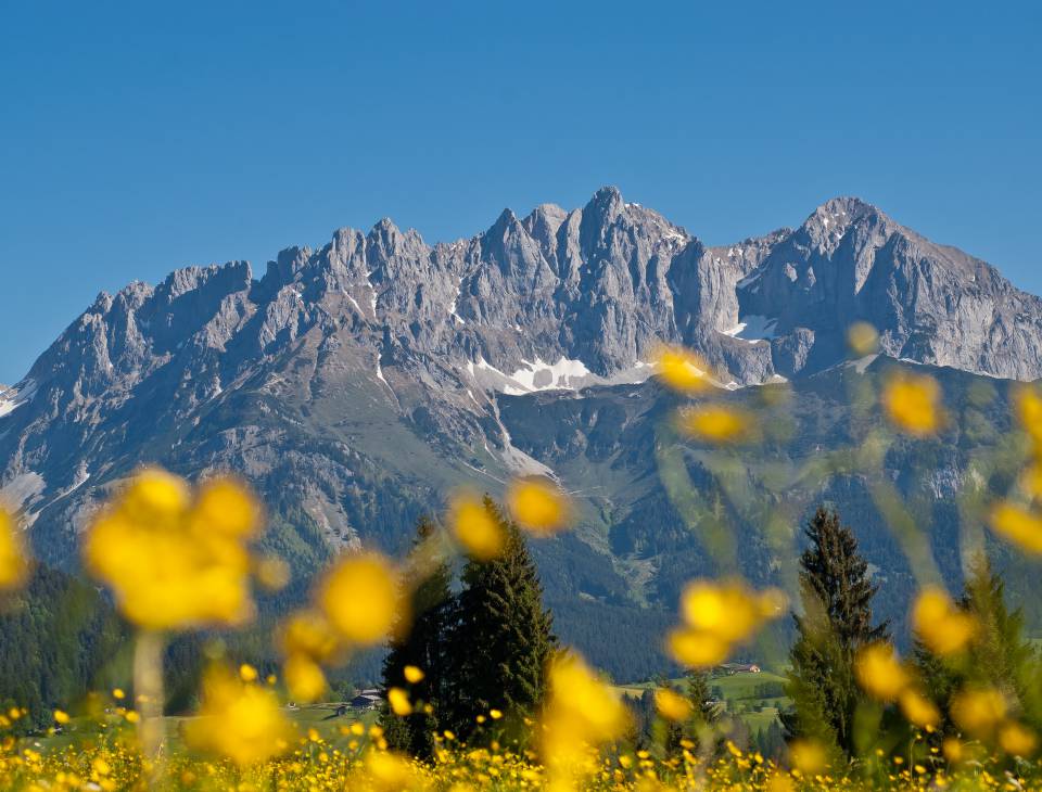 Blumenwiese am Fuße des Wilden Kaisers